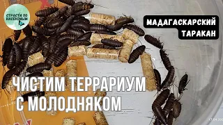 Мадагаскарский таракан. Чистим террариум с молодняком.