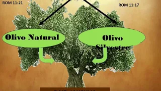 Porque somos como un Árbol 🌳 de Olivo ??🧐🙌😃