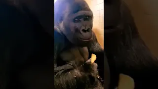 🍌🦍BANANA TIME! #gorilla #asmr #asmrsounds #satisfying #viral #amazing #shorts #fyp #love #cute