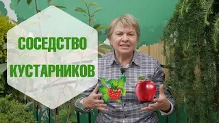 Совмещенные посадки 🙈 Какие плодовые деревья и кустарники не стоит сажать рядом