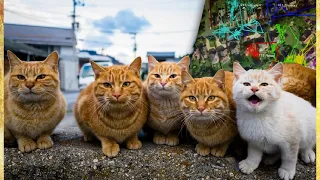Кошкам со всей деревни повесили ошейники с GPS-трекером. Насколько далеко они уходят от дома и