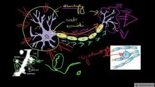 Neuron i jego budowa