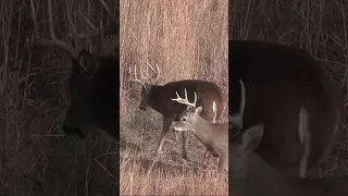 Hunting.....Kansas 10 Point with Crossbow - 251 #shorts