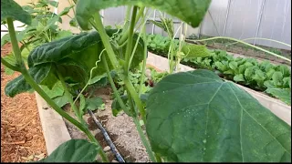 Como podar el pepino y el tomate. (Tipo de fertilizantes para cada etapa del crecimiento)