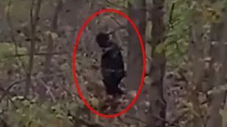 MASSIVE BIGFOOT SIGHTING - Finally CLEAR Video of REAL SASQUATCH On Camera