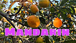 Мандарин|аджария| Батуми |Mandarin|хурма|persimmon|მანდარინი