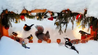 Winter Wonderland takes over the Xmas Nut Bar: 10 hours Cat & Dog TV with birds & squirrels