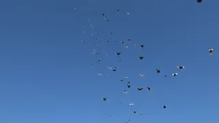 Тренировка голубей 20,09,2018