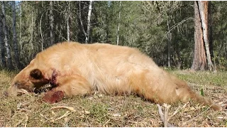 Black Bear Hunting Alberta Canada