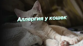 Аллергия у кошек