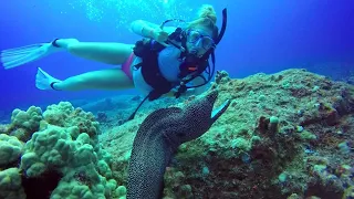 Moray Eels of Hawaii by Think Ocean