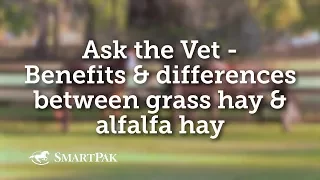 Ask the Vet - Benefits and differences between grass hay and alfalfa hay