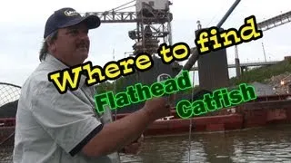 Where to find Flathead Catfish in Rivers