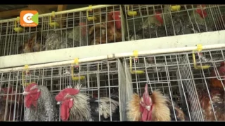 Smart Farm: Chicken Insemination