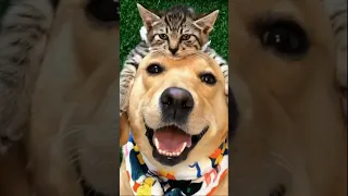 Funny Animals shorts 147: Dogs & Cats Friendship forever :-)  🐶 lol pets laugh 😂 viral video