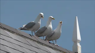 Herring gull disharmony