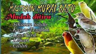 MASTERAN MURAI BATU ISIAN SIKATAN LONDO, KENARI, LOVE BIRD, CILILIN, DAN KAPAS TEMBAK