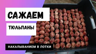 Сажаем тюльпаны правильно. Гидропоника-посадка