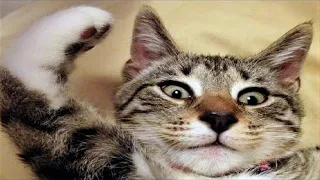 FUNNY CAT MEMES COMPILATION OF 2023 V22