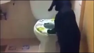 Hund pinkelt auf Toilette