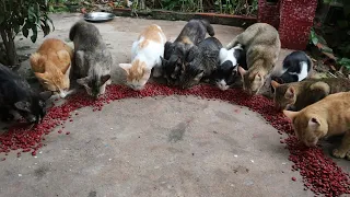 Adorable Cats eating food Store | Hungry Kitten eat food store | The Gohan Dog And Cats