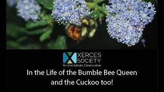 In the Life of the Bumble Bee Queen and the Cuckoo too!