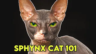 Sphynx Cat 101 - Must Watch BEFORE Getting One!