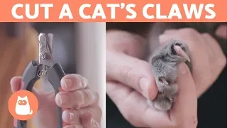 How to Cut a Cat's Nails? 🐱 STEP-BY-STEP Guide