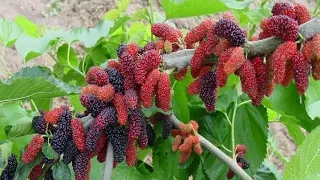 Mulberry Fruit Successful Fruiting In India. Contact 9046890492.# Black barry #Strawberry Etc...