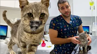 INCREDIBLE TRANSFORMATION! ( Cat Broken Jaw )