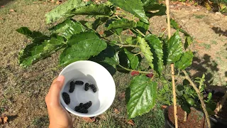 Mulberry harvest pt.1