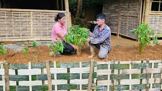 Farm repair process after flood | Harvesting jackfruit for sale | Quan Van Thanh
