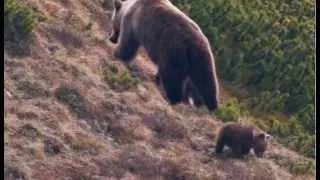 Strážca divočiny - Medvede v Tatrách SK