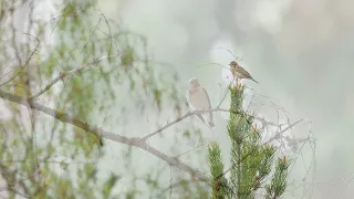 Handheld 4K with Olympus OM-D E-M1X and 300mm F4 PRO IS - 15.5.2021 Virolahti