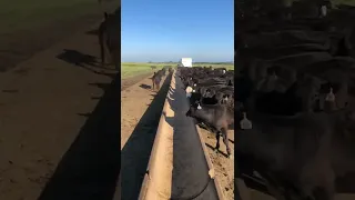 Sunday Morning Feeding in 8 seconds. #farm #beef #cattle