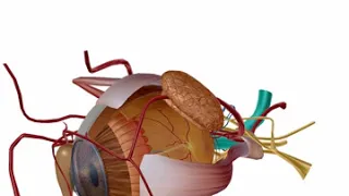 Anatomy of the Eye: Extra-ocular Muscle Actions