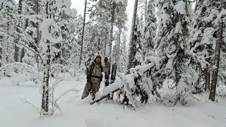 Отправился на поиск новой избушки. Следы медведя. Охота с впо 208. Один в тайге. Её РАЗОДРАЛИ