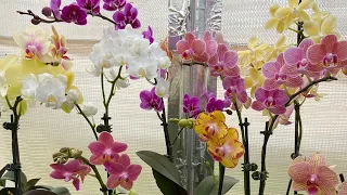3 Things To Keep Your Phalaenopsis Orchid Happy. Phalaenopsis Orchid Care For Beginners.