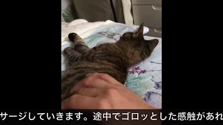 猫 便秘 解消 マッサージ