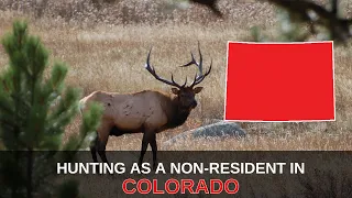 Everything You Need to Know About Hunting as a Non-Resident in Colorado | Mastering the Draw