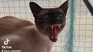 Very angry cat hissing compilation #3
