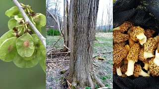 ELM TREE IDENTIFICATION GUIDE FOR MOREL MUSHROOM FORAGERS - SLIPPERY ELM TREES vs AMERICAN ELM 2022