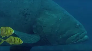 Deadly Predators of the Reef | BBC Earth