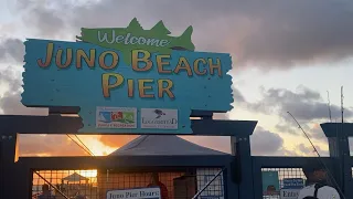 Insane Bluefish Action at the Juno Beach Pier (Non-stop blow-ups)