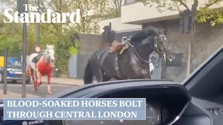 Watch moment household Cavalry horses bolt through central London smashing into vehicles