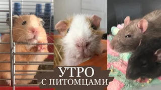 моё утро с питомцами| утро с морскими свинками,хомяком и крысами| СВИНКИ с МОРЯ