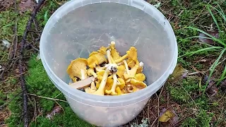 Какие грибы растут в Ленинградской области 🍄