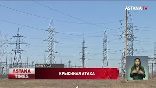 Караганда осталась без электричества из-за крыс