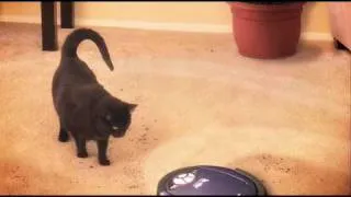 Roomba "Terminator vs. Cat"