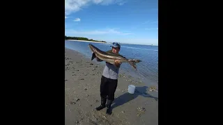 Hunting Cobia at Apollo Beach. FISH ON CHANNEL